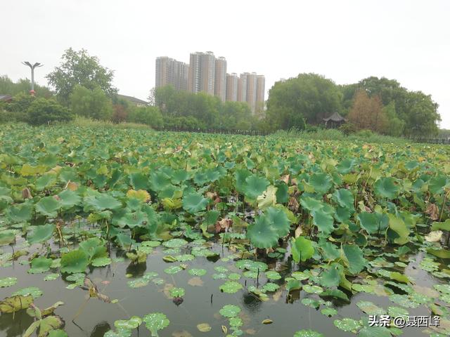 湖岸风光:秋菏