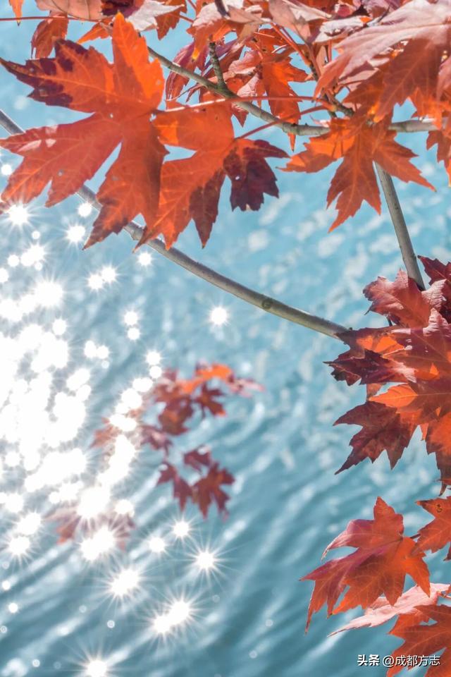 成都版“天空之境”上线！遛娃打卡两不误→