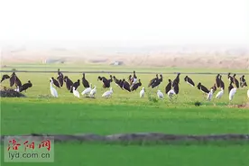 孟津黄河湿地9个最佳观鸟点位发布图片