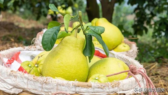 走，去韶关果园吃沙田柚！