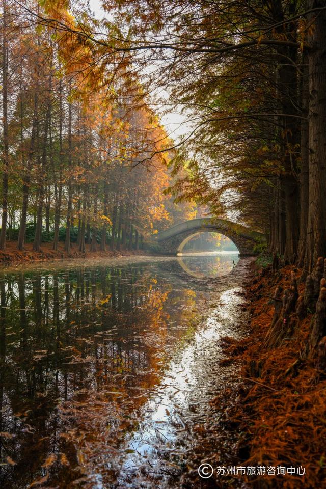 最近林子里长满了苏州人