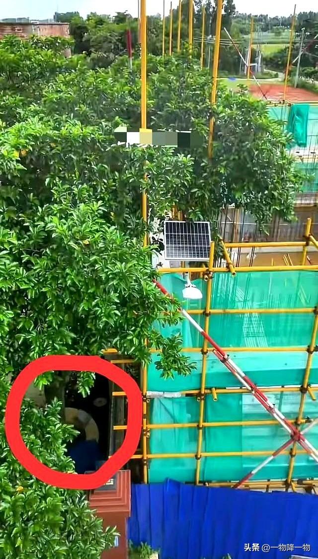 有苦说不出、全红婵家邻居不砍树的原因找到了，新房紧贴隔壁围墙