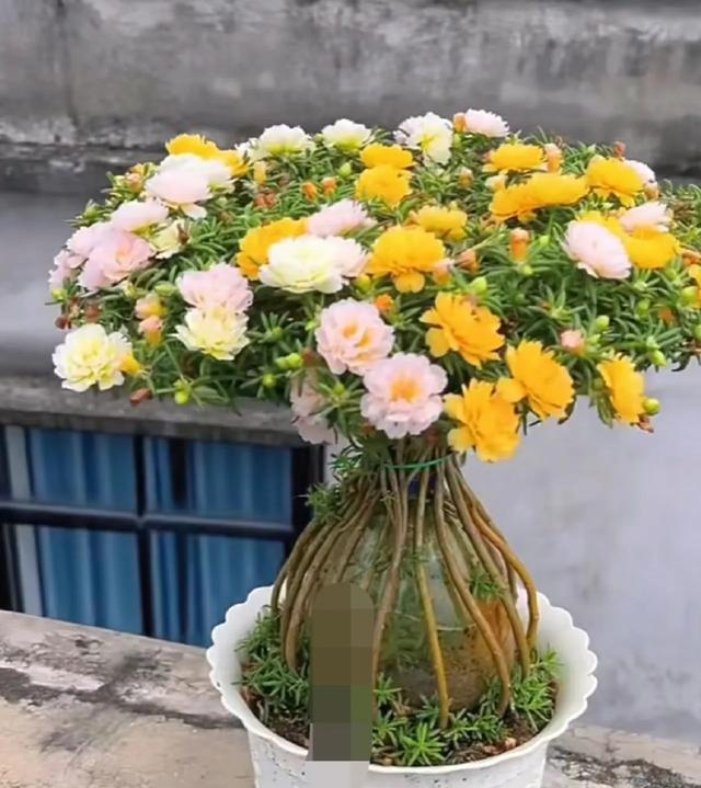 北京一45岁姐姐，因“穷养太阳花棒棒糖”而走红，省钱又治愈！