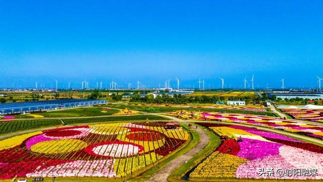 秋游射阳，这片菊海藏不住了！