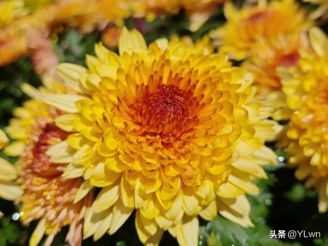 拱墅区菊花展分会场，无需预约无需门票，逛桥西历史直接赏菊花