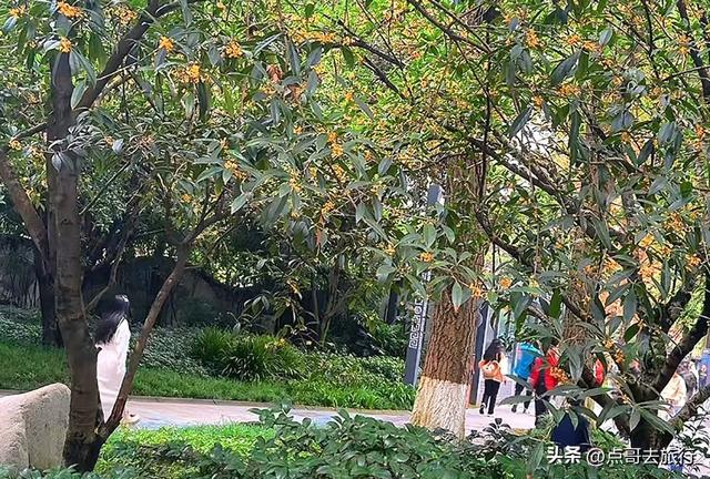 成都必去的五大桂花观赏地，开爆了，成都人私藏，地铁公交车直达