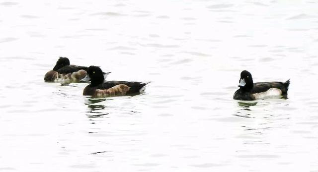 快乐的25/26深圳湾候鸟季