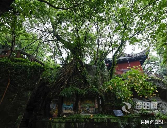 欣赏华夏千年古榕婆娑多姿，感悟人文积淀世代相传
