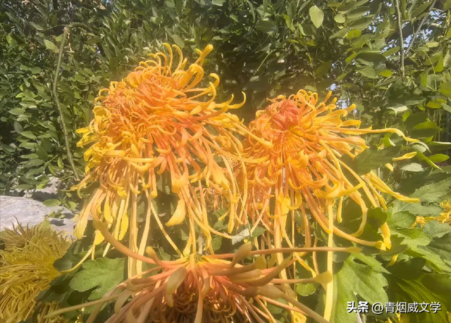 趵突菊韵 锦绣泉城