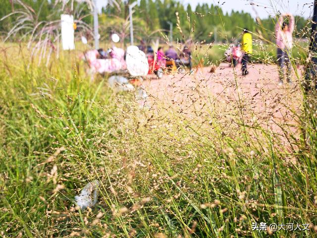 焦作生态植物园：限定浪漫，只有秋日