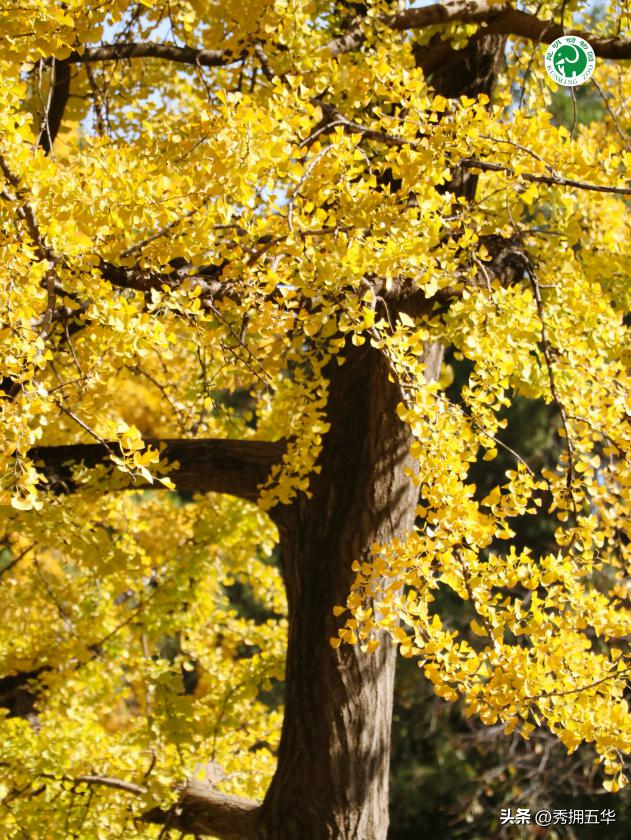 冬日美景在五华｜圆通山老银杏，藏着昆明人的共同记忆