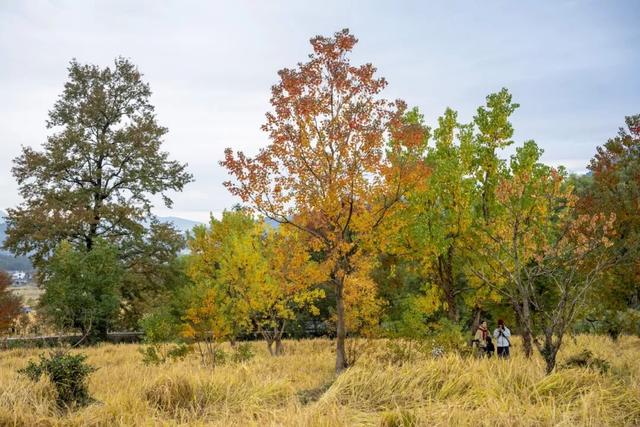 11月去塔川，邂逅乌桕树的“三级变色”，每棵树都是流动的油画