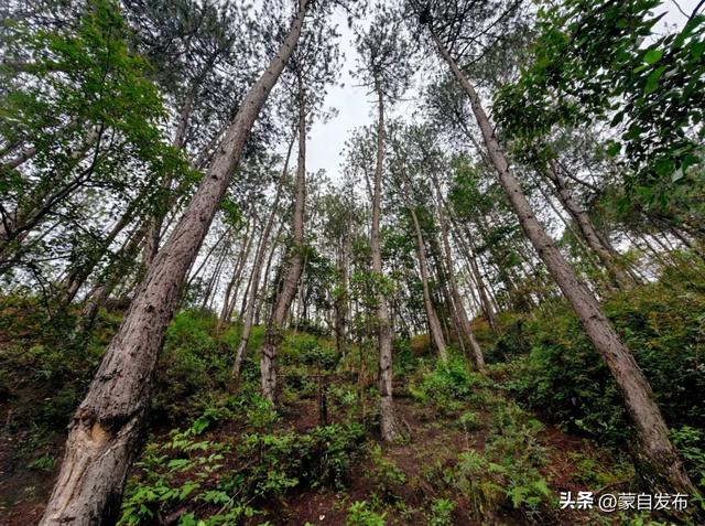 宁蒗县:让绿色成为高质量发展鲜明底色