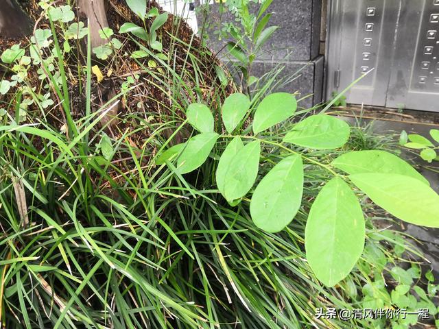 广州南沙温暖湿润，一棵树上有九种植物寄生，格局真大