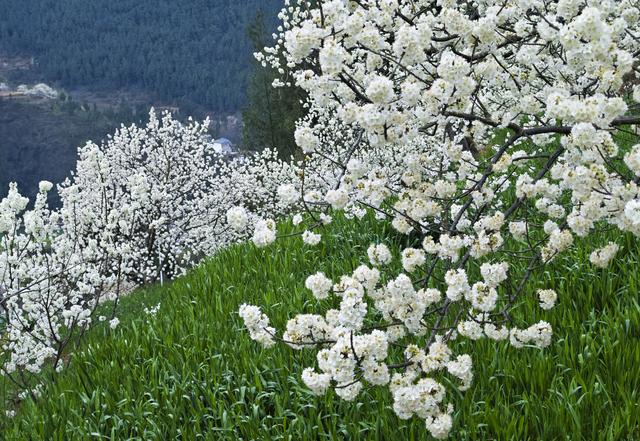 广元朝天区：樱桃花开春意浓 生态美景变富民经济