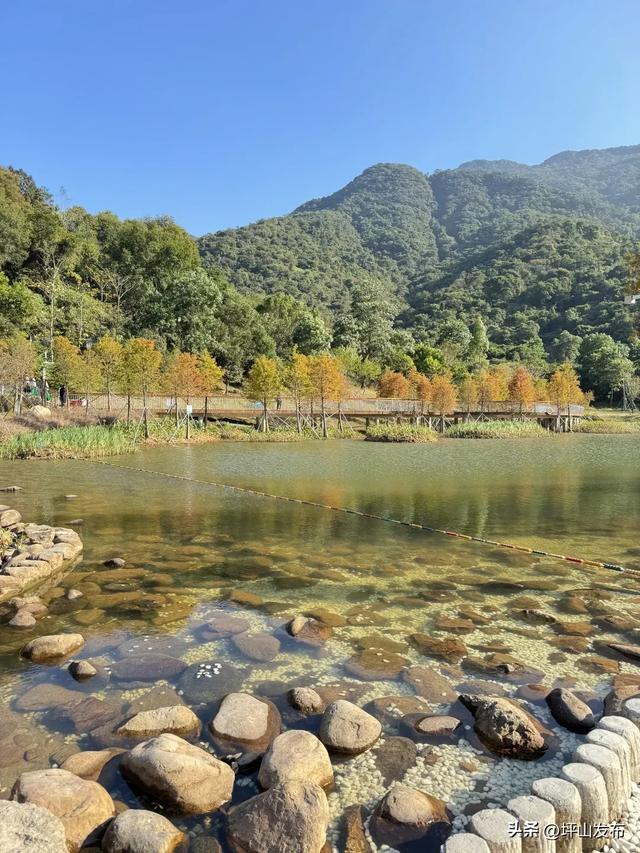落羽杉红了!深圳坪山最浪漫的“美拉德季”如约而至