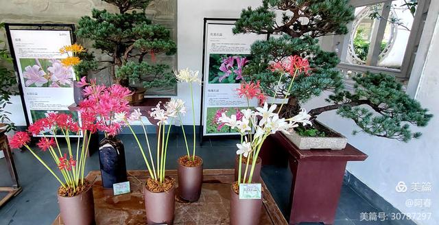 游西湖：杭州植物园之石蒜花展