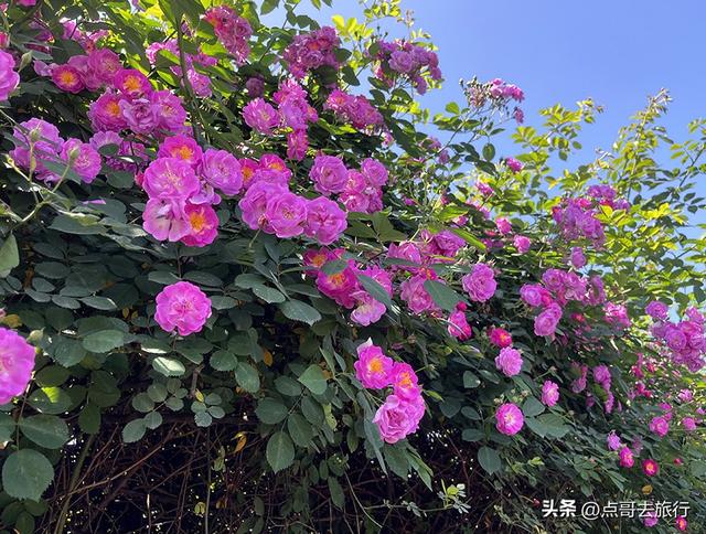 成都蔷薇花开爆了，免费才是最美，花墙瀑布很惊艳，太适合拍照！