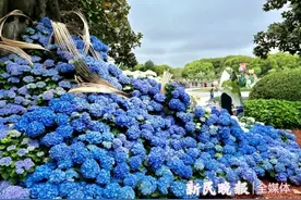 蓝色绣球小径和43种芍药等你来……上海鲜花港绣球芍药展很“出片”！图片