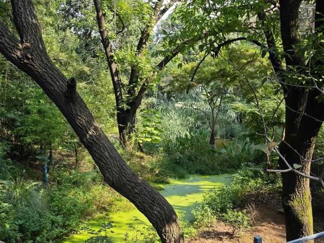 当唐家河“搬”进南京城：一场跨越千里的自然邂逅