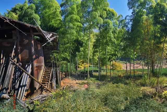 深秋，到政和大岭村看银杏黄叶去。