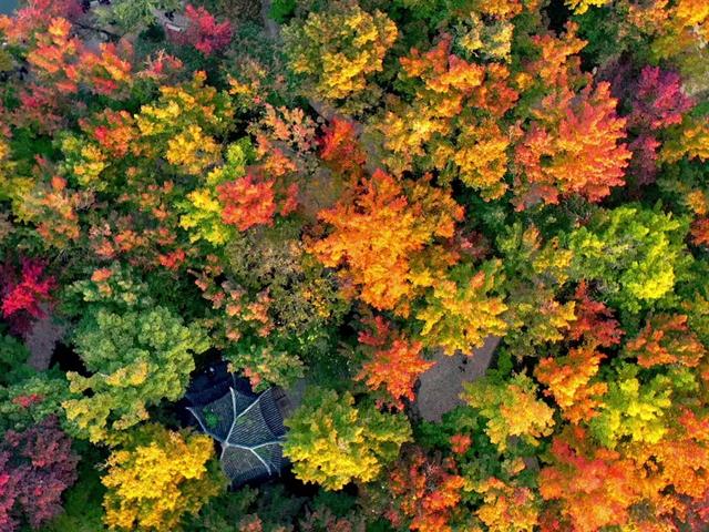 报！天平山红枫已进入变色期