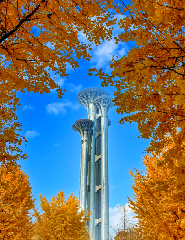 京城追“杏”指南，解锁最美秋意