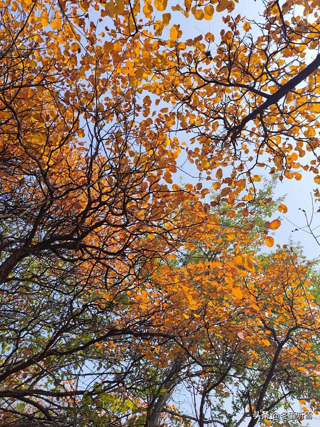 又见山山红叶飞