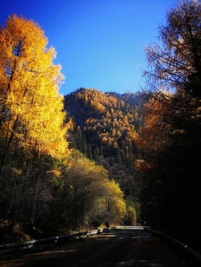 九寨沟十一月的开场，是落叶纷飞染透山川，是彩林叠翠映雪山