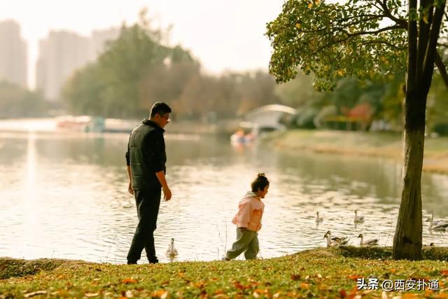 红透了！西安这片水上杉林，已进入最佳观赏期！