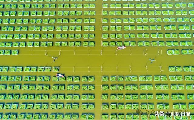 新华社报道!水韵仙桃的千年跃迁