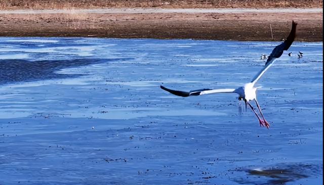 【支援合作 共谋发展】氛围感拉满！扎赉特旗图牧吉秋日湿地，百鸟翩跹入画来~