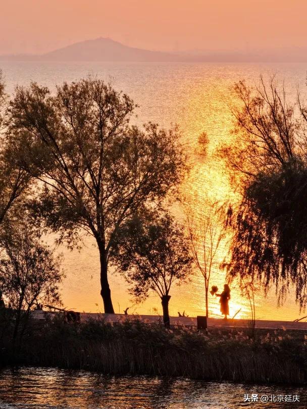 延庆的金色浪漫，就在——