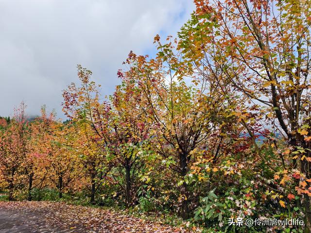 四川行(73)什邡红枫岭徒步到钟鼎寺