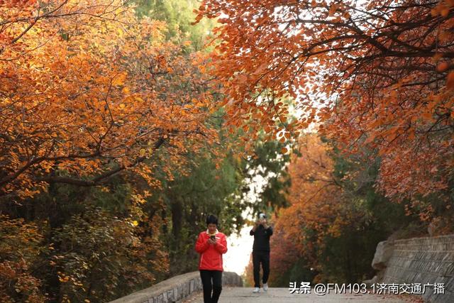 公园景区秋色图鉴，这几处必打卡