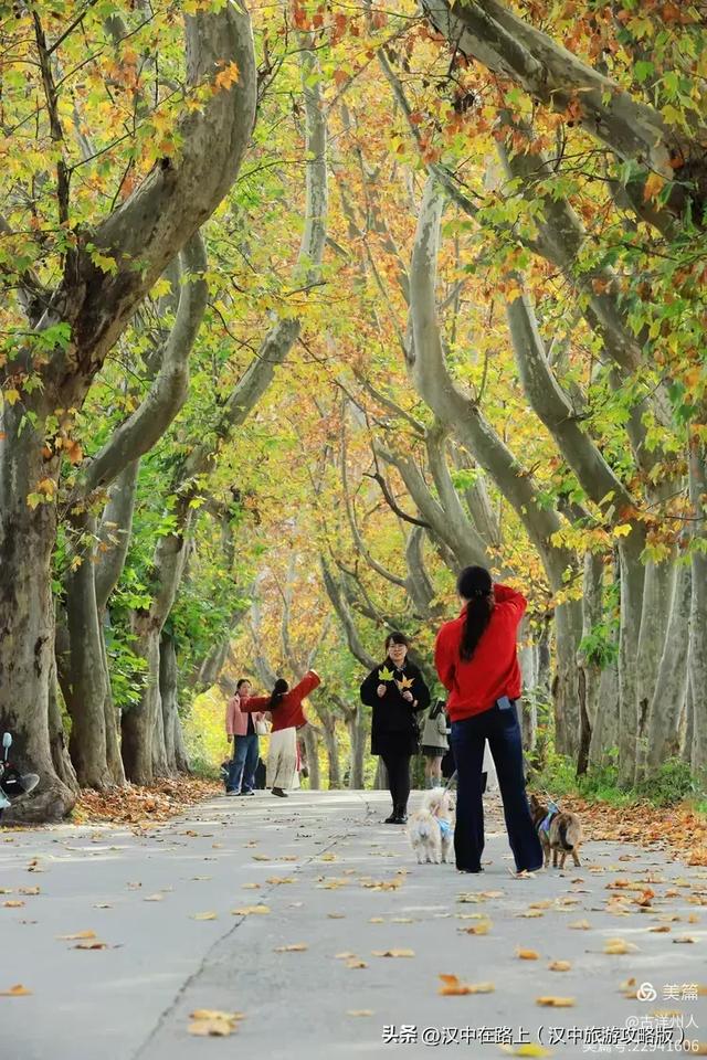 汉中老厂区的梧桐大道，太火了！