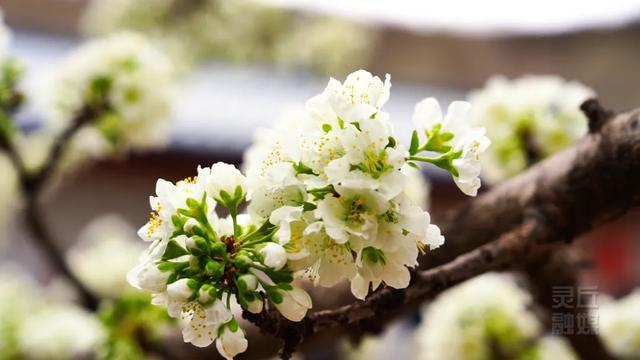 灵丘:塞外桃源先得春 山谷奏响第一声