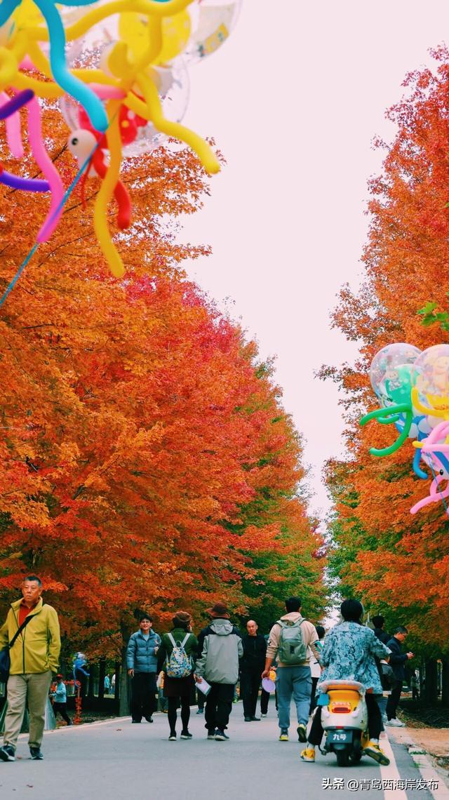 层林尽染，西海岸“枫”景如画！