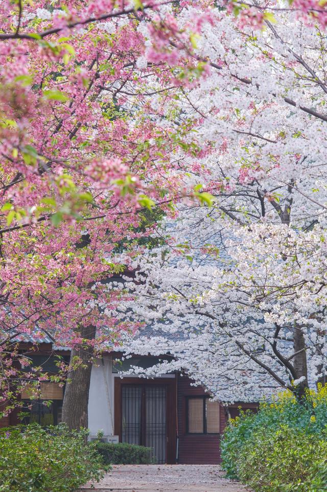 2025国内最受欢迎的50个旅行地，宜老宜少，你去过了几个？