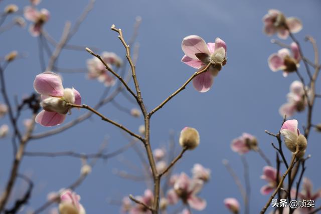 娇艳欲滴清新怡人，上海市花白玉兰竞相绽放美不胜收