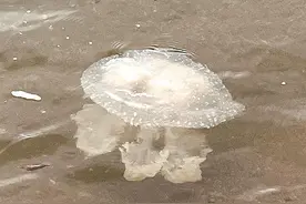 “美丽刺客”频频现身厦门海边，专家提醒→图片