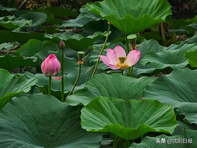 北陵公园3万株荷花进入盛放期！荷花冰淇淋+岫玉文创惊艳今夏