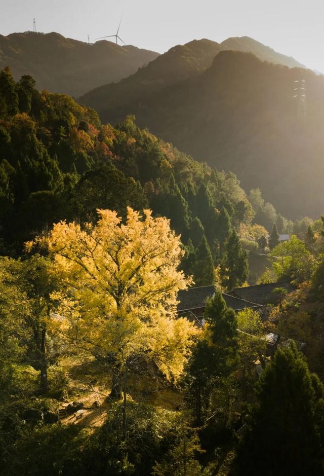 2025利州秋色，每一帧都是限定浪漫