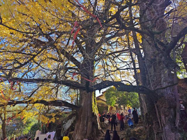 郁郁银杏无非般若，青青溪石尽是法身：宜春南惹古村印象（聂朋