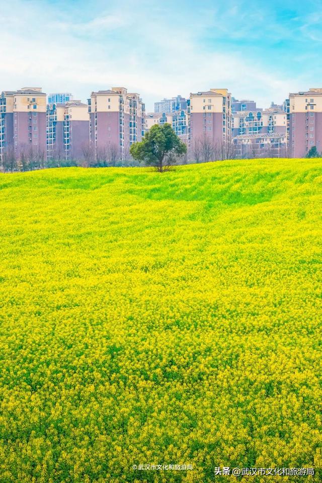 武汉春天最壮观的花海，全城盛开！