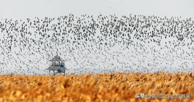 【黄河口生态旅游区】黄河口最美观鸟季已上线，赏鸟正当时！快来邂逅候鸟之约吧！