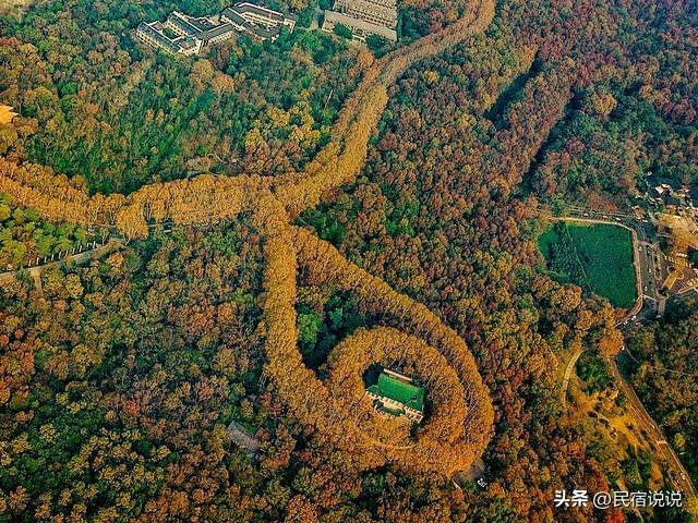 南京此地的秋意拉满了，不是栖霞山！