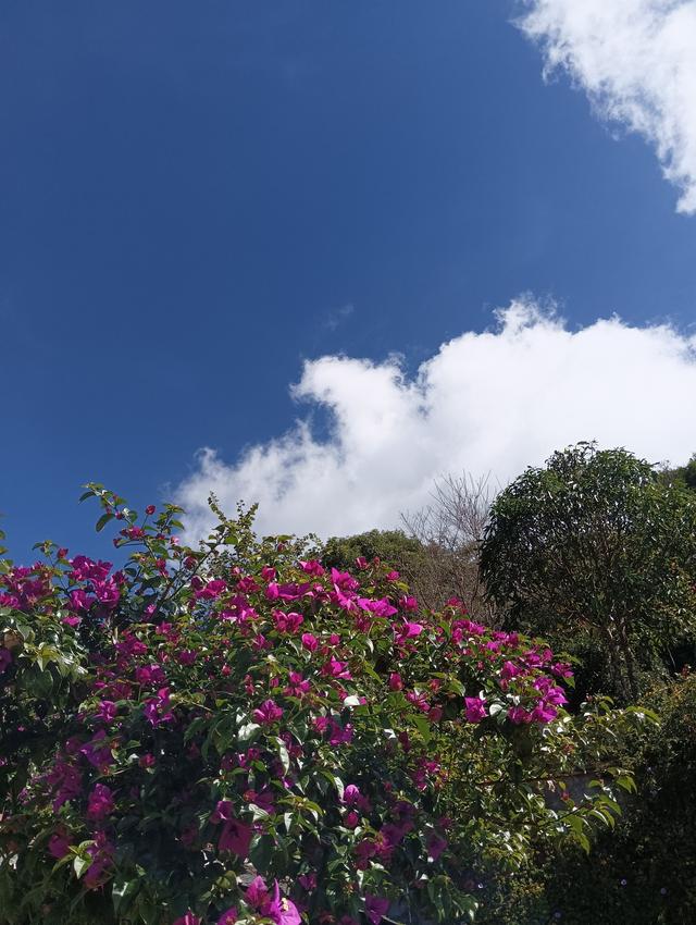 景迈山避世之旅，云端上的茶香秘境——西双版纳普洱游记之三