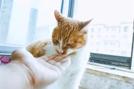 猫养久了将它送人，它会难过吗？真相来了图片