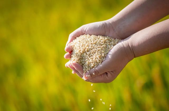 太仓顶流！稻田里的丰收狂欢，本周末必冲！